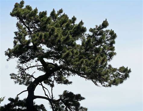 Bishop Pine Bull Pine Pino Peninsular Prickle Cone Pine Santa Cruz