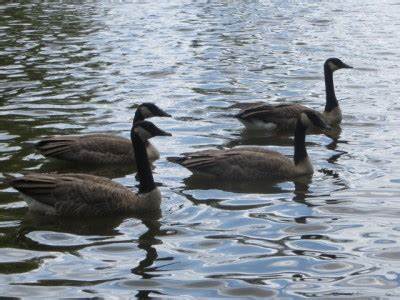Дюкан диета лепешка Ленивая чесночная лепешка ( Диета Дюкан) : Низкокалорийные рецепты Ленивая чесночная лепешка ( Диета Дюкан) : Низкокалорийные рецепты Дюкан диета лепешка