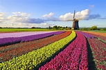 Holanda - Holanda Redaktionelles Bild Bild Von Himmel Freunde 130906350 ...