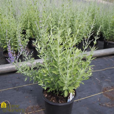 Perovskia Atriplicifolia Little Spire Russian Sage From Home Nursery