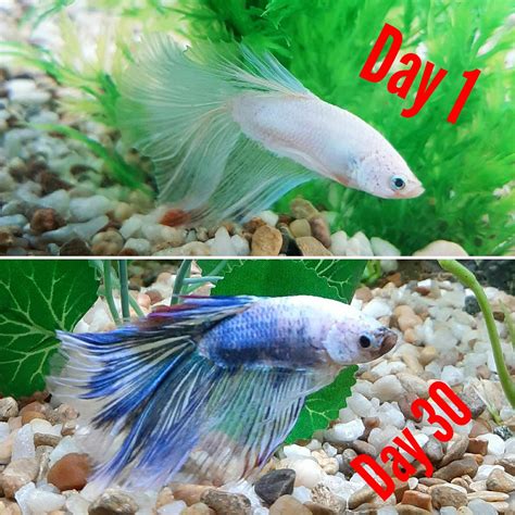Update On The Colour Changing Platinum Betta Every Day I Am In Awe Of