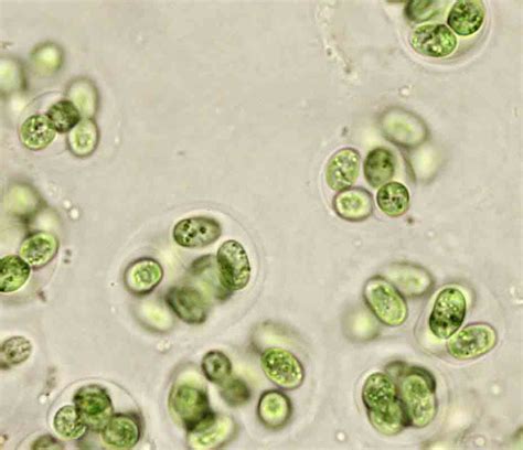 Knowledge Class Cyanobacteria Or Blue Green Algae