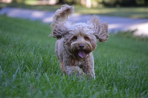 Find your new companion at nextdaypets.com. Australian Labradoodle Puppies in Asheville NC