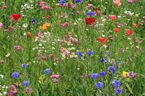 Flori De Câmp Flower Field Wild Flowers Flowers