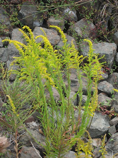 Foraging Texas Edible Wild Plants Wild Plants Wild Edibles