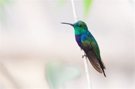 Foto Beija Flor Tesoura Verde Thalurania Furcata Por Ivan Angelo Wiki Aves A Enciclopédia