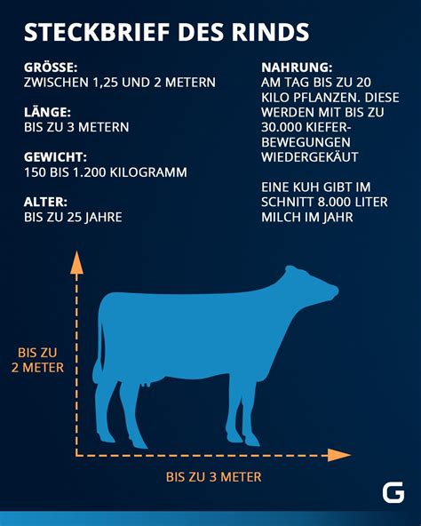 Kühe Gewicht Alter Größe der Kuh und Sozialleben im Steckbrief Galileo