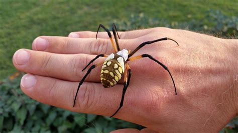 One Of My Favorite Spiders Garden Spider Argiope Aurantia Rspiders