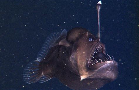 Watch The Scary ‘black Seadevil 2000 Feet Below The Oceans Surface