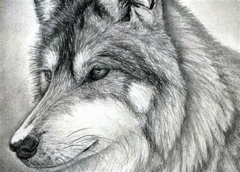 Wie lange studierst du mathe? Wolf zeichnen — Bleistiftzeichnen-dekoking.com-2 ...