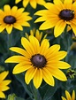 black-eyed Susan | Description & Facts ... Flowers For You, Pretty ...