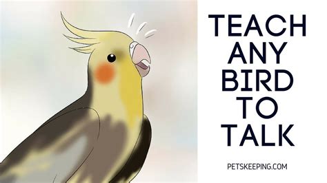 Easiest Way To Teach Any Bird To Talk Youtube