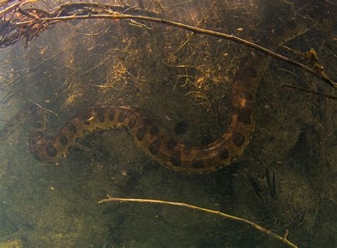 On The Hunt For The Semi Aquatic Anacondas Of Brazil Roundglass Sustain