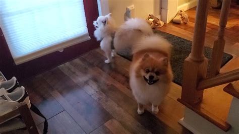 Two Pomeranian Are Barking Everytime They See People Or Hear Fireworks