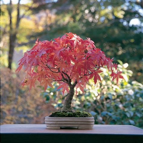 maple tree bonsai from seedling