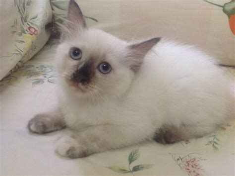 Domestic Long Hair Burmese Kitten Adopted 4 Years 8