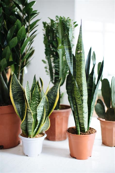 What should i name my plant. How Often Should I Water My Plants? | Plants, Common house ...