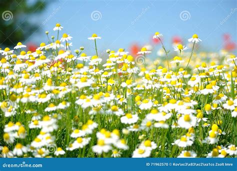 Chamomile Field Stock Photo Image Of Garden Colorful 71962570