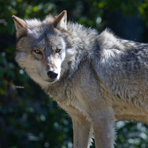 House Takes Step To End Protection For Gray Wolves The Trek