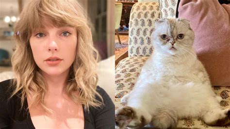 Taylor Swifts Cat Olivia Benson Is Among Worlds Richest Pets Grabs