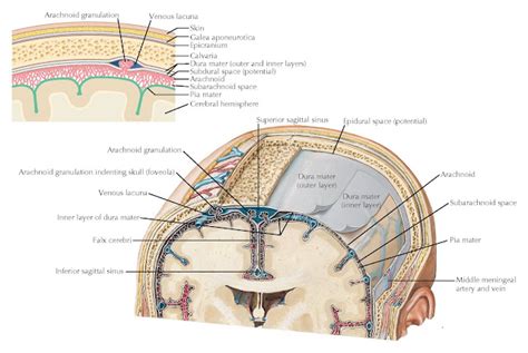 Schematic Of The Meninges And Their Relationships To The Brain And
