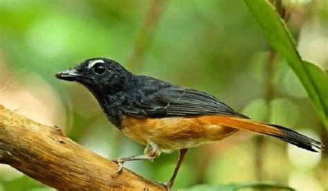 Maybe you would like to learn more about one of these? Mengenal Ciri Khas Burung Kucica Ekor Kuning dan ...