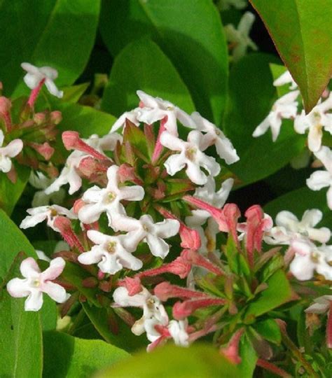 Top 10 Scented Plants That Will Make Your Garden A