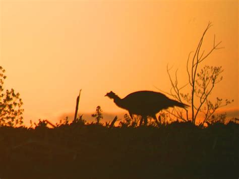 dnr wild turkey populations expanding in northeastern minnesota outdoor news