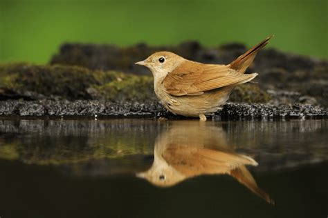 Common Nightingale Facts Critterfacts