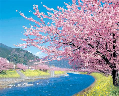 Cherry Blossoms Cherry Blossom Japan Cherry Blossom Beautiful Nature
