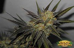 LA Confidential Seeds - Strain Review | Grow-Marijuana.com