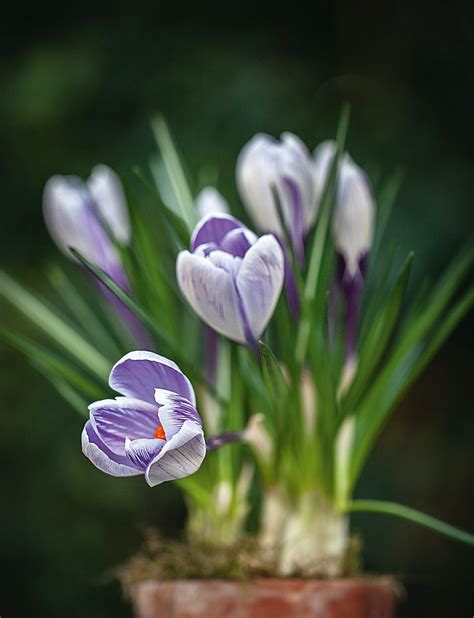 Spring Flowering Bulbs And How To Grow Them Early In The Year House