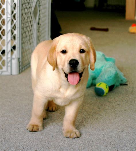 Happy Puppy Labrador Puppy Labrador Dog Yellow Lab Puppies