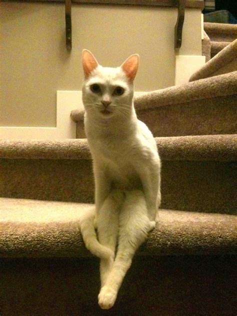 Awkwardly Sitting Style Cats Photos Funny Collection World