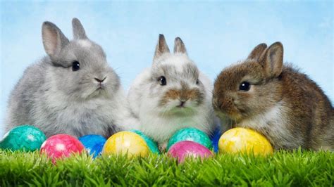 Why Do We Have Easter Eggs And The Easter Bunny Bbc Newsround