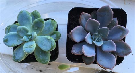 can-someone-help-id-these-succulents-whatsthisplant