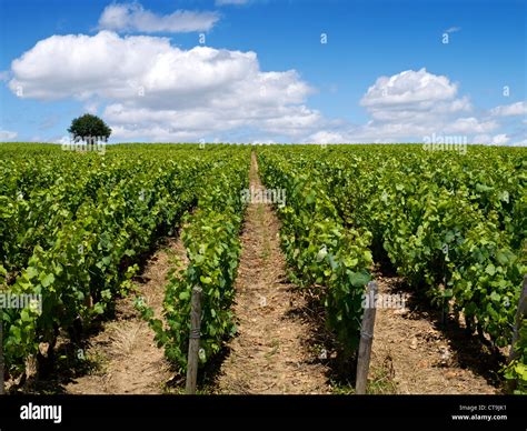 Beaujolais Village Hi Res Stock Photography And Images Alamy
