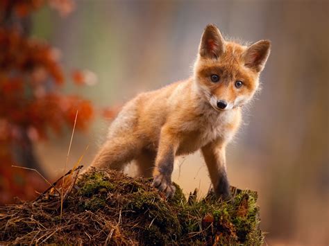 Cute Red Fox Look At You 750x1334 Iphone 8766s Wallpaper Background Picture Image