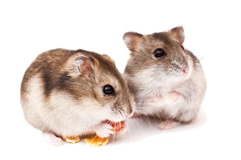 Basic Hamster Anatomy And Body Parts Hamster Care Guide