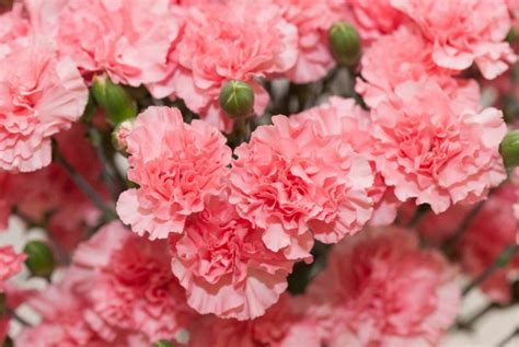 Perennial Carnations Wild And Garden Species Best Landscape Ideas