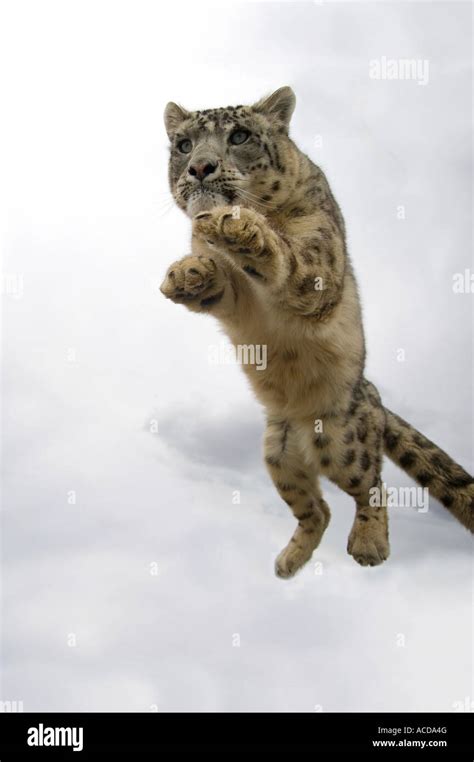 Snow Leopard Jumping Hi Res Stock Photography And Images Alamy