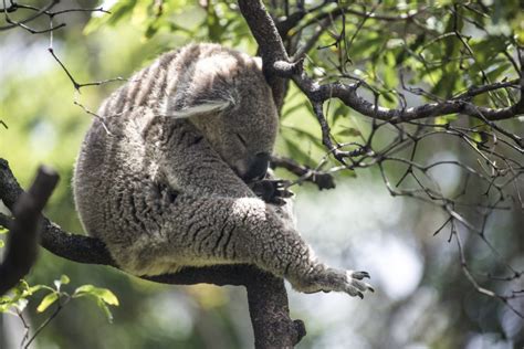 Due tomorrow 20 hours from now. Why do Koalas Sleep More Than 20 Hours a Day? - Our Funny ...