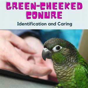 A Beginner 39 S Guide On Green Cheeked Conures Pethelpful