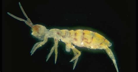 What Are Springtails Facts About All