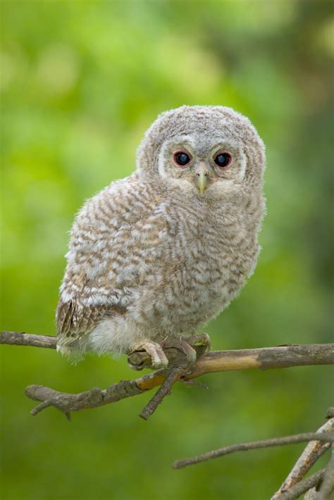 140 Best Nature Images Owls Images On Pinterest Barn