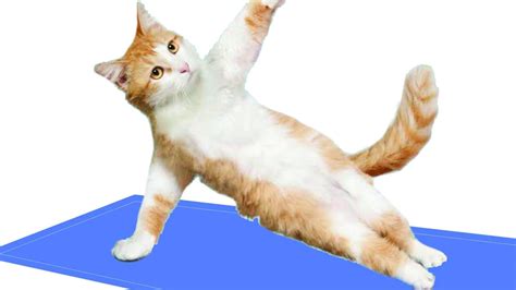 Cat Yoga Class At Charm Kitty Cafe Will Raise Money For Baltimore