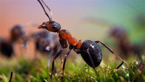 Como Vivem As Formigas Como é O Seu Trabalho Mundo Ecologia
