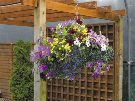 How To Create Wonderful Winter Hanging Baskets Suttons Gardening Grow How