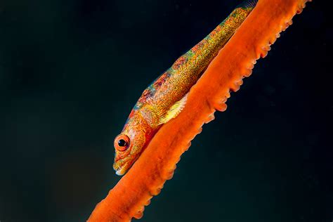 Image Quest Marine Photo Of The Month Whip Coral Goby Bapla
