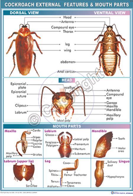 Victory Graphik Z 15 Cockroach External Features And Mouth Parts